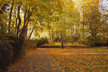 Naklejka premium Aleja parkowa w jesiennej, złotej odsłonie