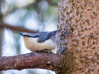 Nuthatch perched on a tree branch