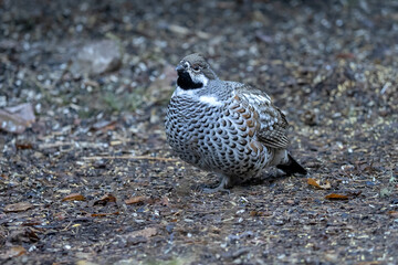 A male hazel grouse walking on the ground