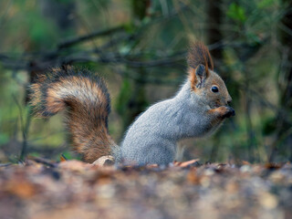 A squirrel in winter fur in the forest