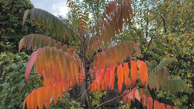 Close-up of sumac branches with vibrant autumn leaves transitioning from green to red. Set in a forest with soft sunlight and a winding path, this image captures seasonal beauty and natural detail.
