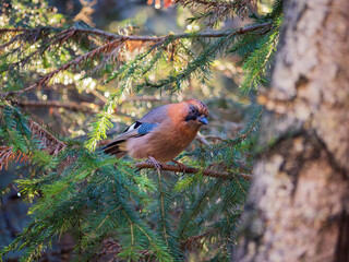 A jay perching on a branch