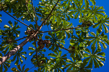 green tree seen from below