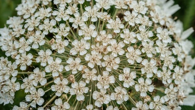 Feathery seedheads of Queen Anne's Lace displaying natural geometric patterns. Close-up capture of wild carrot plant's dried flower heads transforming into seed dispersal stage