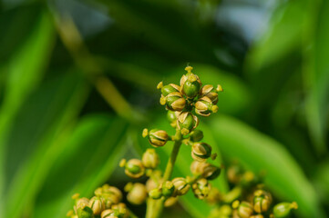 Phellodendron amurense, deciduous tree with corky bark, yellow inner bark, and dark fruits used in herbal medicine