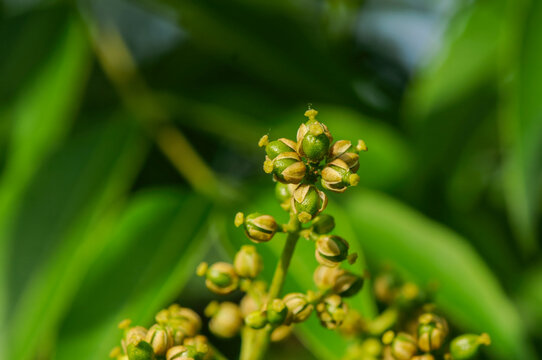 Phellodendron amurense, deciduous tree with corky bark, yellow inner bark, and dark fruits used in herbal medicine