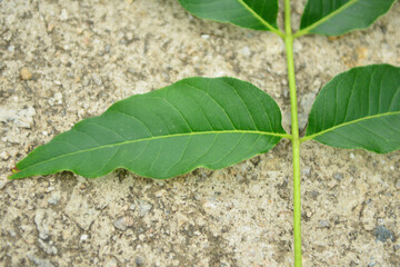 Phellodendron amurense is a deciduous tree with corky bark, yellow inner bark, and dark fruits, valued for its medicinal properties. Photographed in Korea.