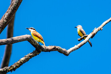 Beautiful colombian bird in a tree branch