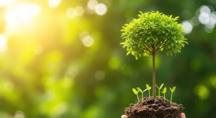 A small tree with new sprouts growing from the soil, bathed in warm sunlight