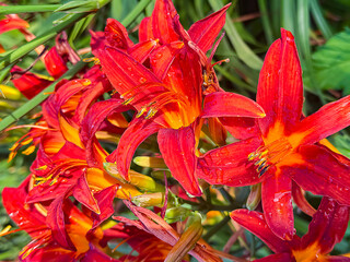 A close-up of red autumn lilies in raindrops on a sunny morning in city park. Concept of fading beauty.