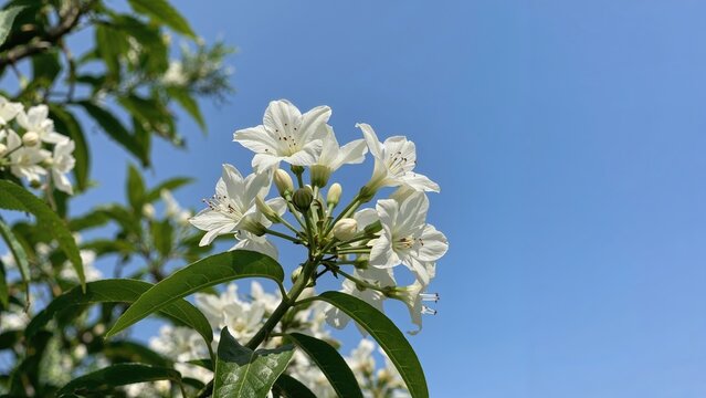 Gliricidia maculata, a flowering plant in the legume family, with beautiful Do Anh Dao or Do Mai flowers against a blue sky background.