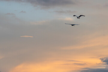 Group of herons flying over the sky, with clouds in the background at sunset