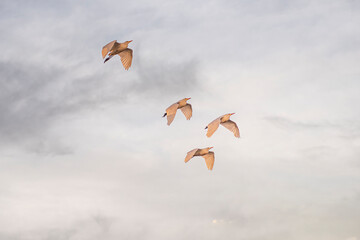 Group of herons flying over the sky, with clouds in the background at sunset