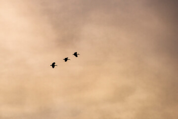 Group of herons flying over the sky, with clouds in the background at sunset
