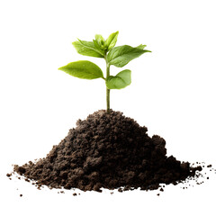 Sprout growing from soil, World Soil Day concept isolated on transparent background