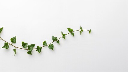 Branch of green ivy on a white background