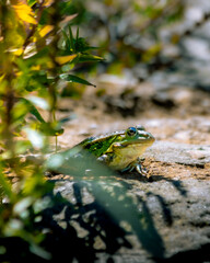 Frog resting in sunlight amid foliage