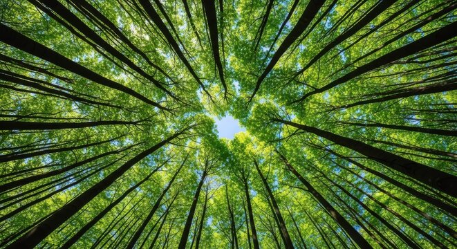 Looking up through tall green trees in a forest towards the bright blue sky on a sunny day