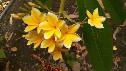 Yellow frangipani flowers bloom in the garden. Also known as Plumeria, Kemboja, kamboja, or semboja.