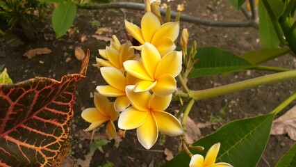 Yellow frangipani flowers bloom in the garden. Also known as Plumeria, Kemboja, kamboja, or semboja.