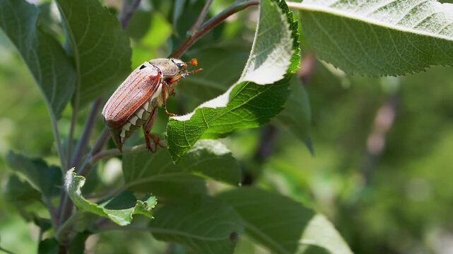 A maybug perches on an apple tree branch, surrounded by vibrant green leaves, its delicate antennae exploring its surroundings. A serene moment in nature