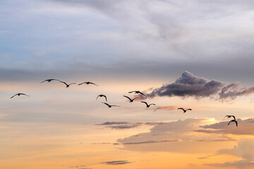 Group of herons flying over the sky, with clouds in the background at sunset