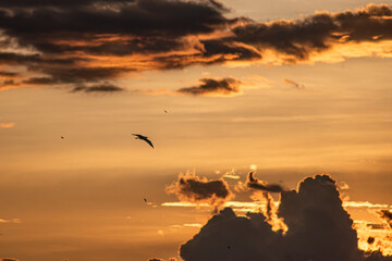 Group of herons flying over the sky, with clouds in the background at sunset