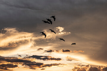 Group of herons flying over the sky, with clouds in the background at sunset