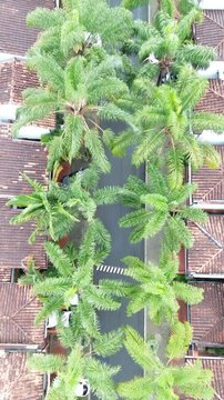 Palmeras en la ciudad