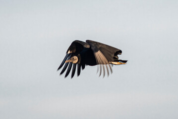 Vulture flying with outstretched wings