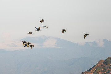 Group of herons flying over the sky, with clouds in the background at sunset