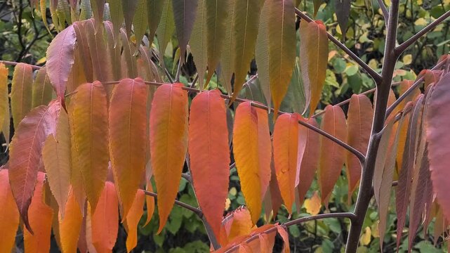 Close-up of sumac branches with vibrant autumn leaves transitioning from green to red. Set in a forest with soft sunlight and a winding path, this image captures seasonal beauty and natural detail.