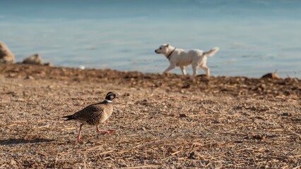 Alectoris rufa walking on the ground near water with a dog, nature, landscape, animals, sea, black, bird, and white background