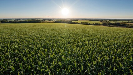 View of expansive corn fields and green farmland from above.