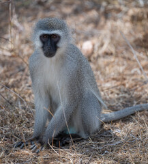 Grünmeerkatze - Affe im Busch vom Krüger National Park Südafrika