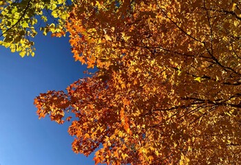 autumn leaves against blue sky