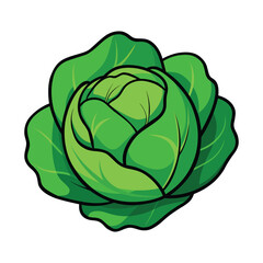 Green Cabbage Head Vector Illustration