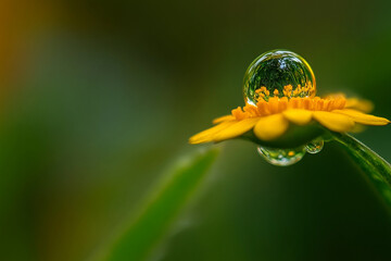 A dewdrop containing an entire miniature world within it