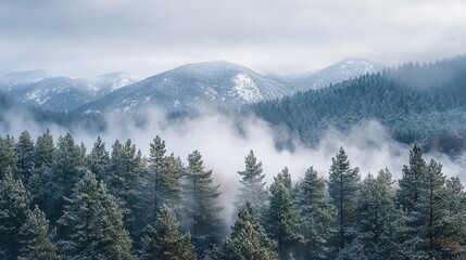 Fototapeta premium Foggy mountain landscape with evergreen trees during winter
