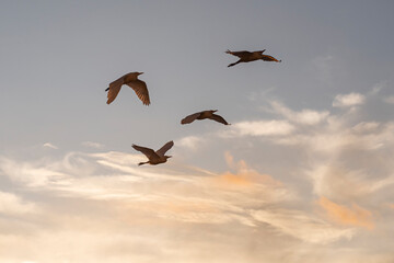Group of herons flying over the sky, with clouds in the background at sunset