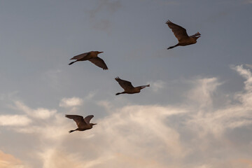 Group of herons flying over the sky, with clouds in the background at sunset