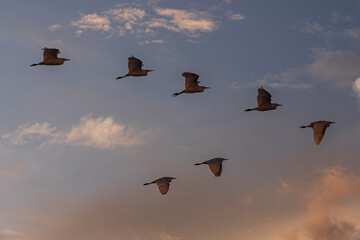 Group of herons flying over the sky, with clouds in the background at sunset