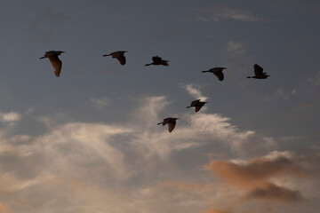 Group of herons flying over the sky, with clouds in the background at sunset