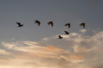 Group of herons flying over the sky, with clouds in the background at sunset