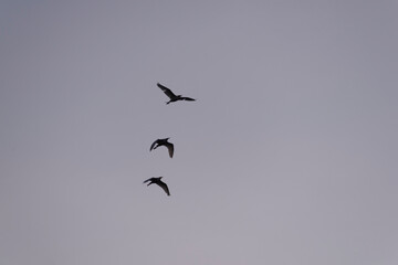 Group of herons flying over the sky, with clouds in the background at sunset