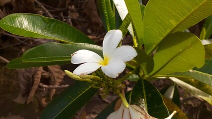 Kamboja pengantin (Plumeria pudica) flower in the garden. Also known as Bridal bouquet, White frangipani, Fiddle leaf plumeria, Wild plumeria.