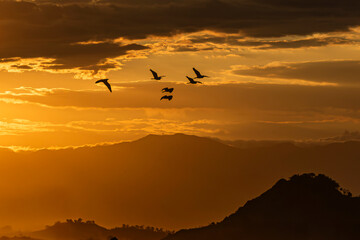 Group of herons flying over the sky, with clouds in the background at sunset