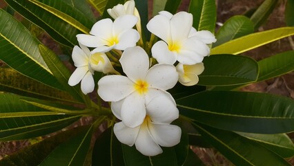 Kamboja pengantin (Plumeria pudica) flower in the garden. Also known as Bridal bouquet, White frangipani, Fiddle leaf plumeria, Wild plumeria.