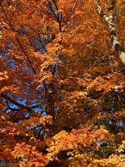 autumn trees in the park