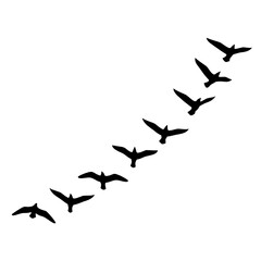 Silhouette of birds in v formation flying in clear sky